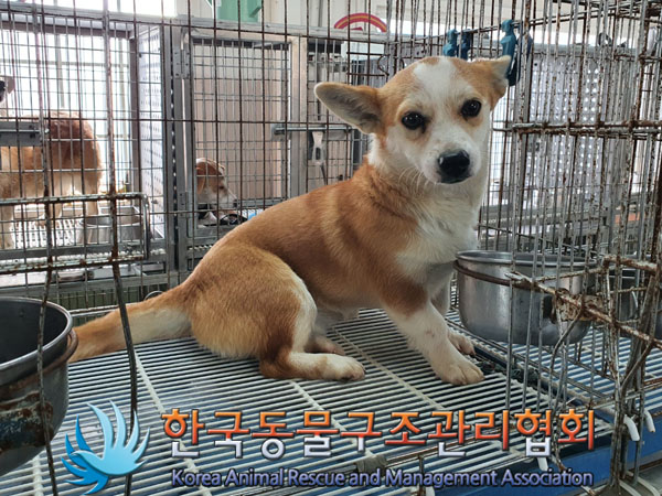 한국동물구조관리협회_441560202301529